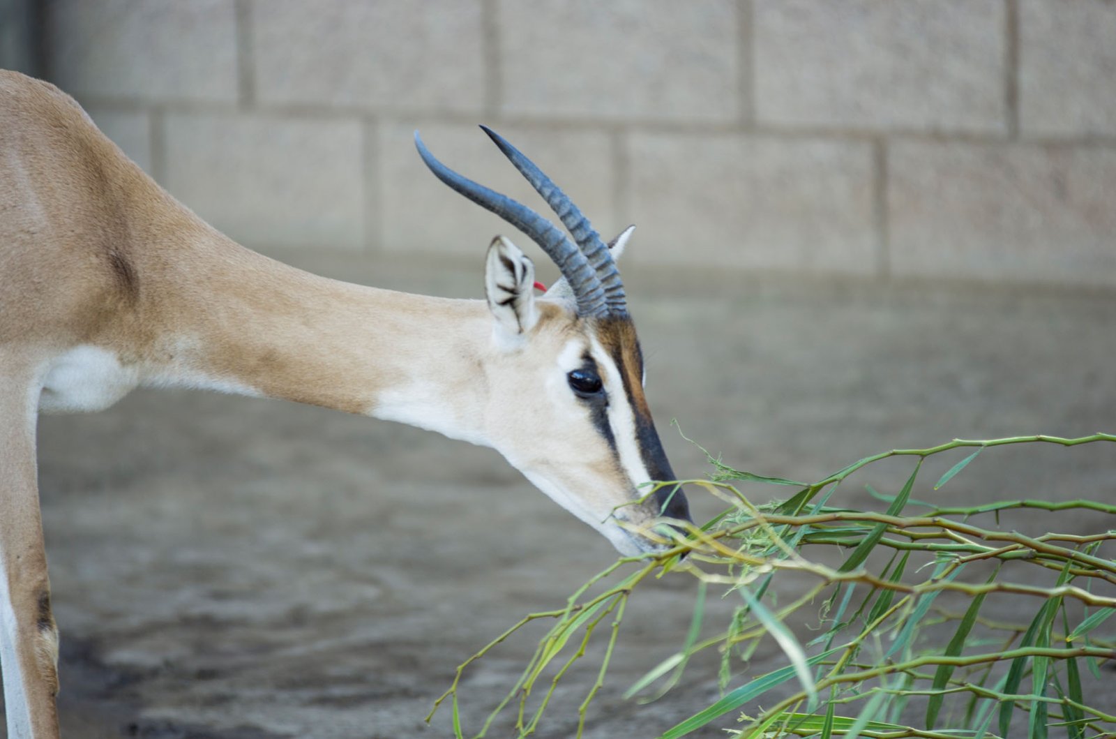 San Diego Zoo Part I 018